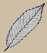 Feuille de chtaignier